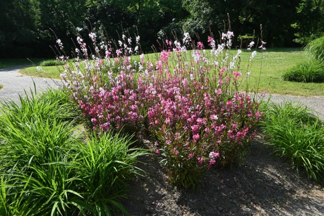 hanahakkei_gaura_260520_01