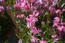 hanahakkei_gaura_260520_02