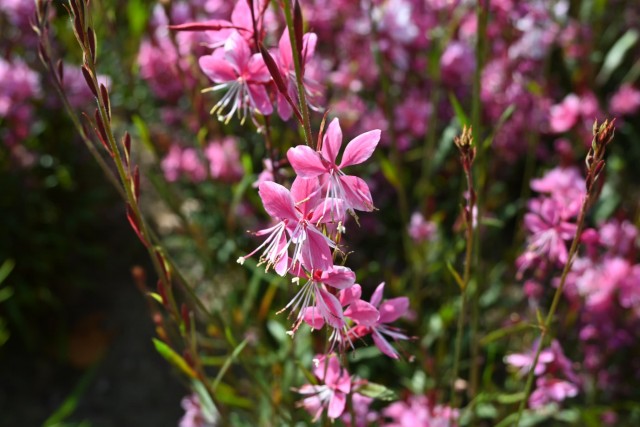 hanahakkei_gaura_260520_02