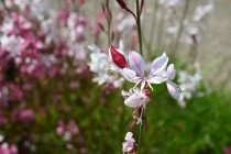 hanahakkei_gaura_260520_03