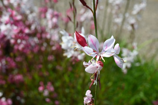 hanahakkei_gaura_260520_03