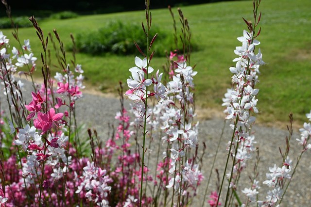 hanahakkei_gaura_260520_04