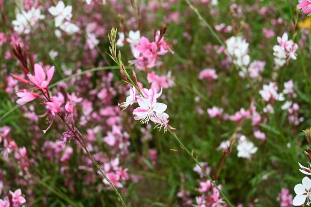 hanahakkei_gaura_260527_01