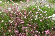 hanahakkei_gaura_260527_02
