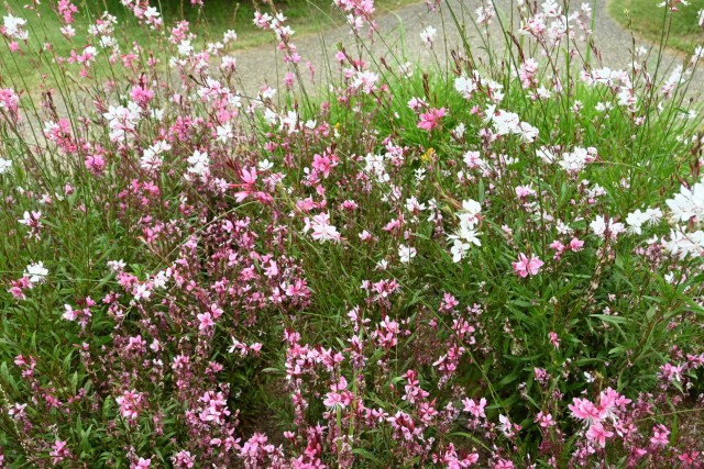 hanahakkei_gaura_260527_02