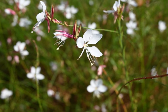 hanahakkei_gaura_260729_01