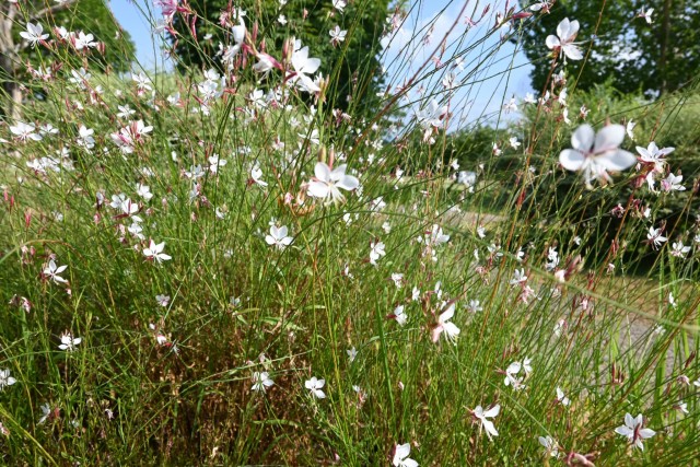 hanahakkei_gaura_260729_02