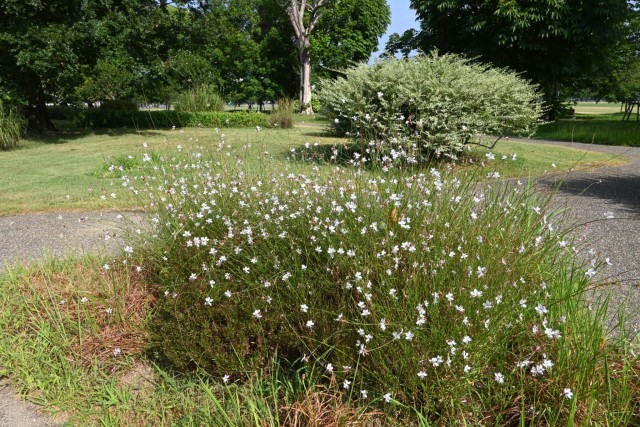 hanahakkei_gaura_260729_03
