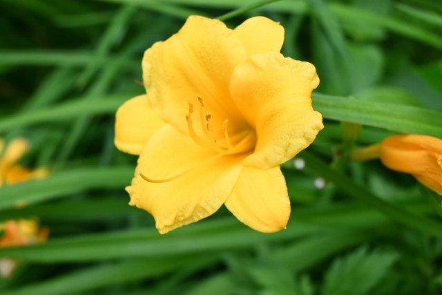 hanahakkei_hemelo_260527_01