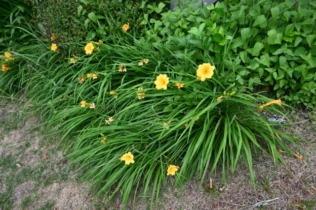 hanahakkei_hemelo_260527_02