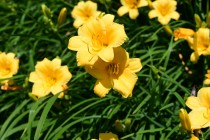 hanahakkei_hemero_230525_02