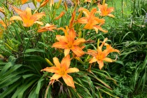 hanahakkei_hemero_230705_02