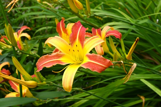 hanahakkei_hemero_250625_02