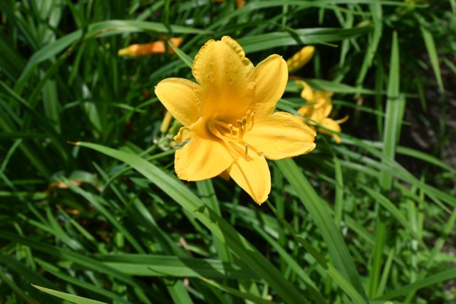 hanahakkei_hemero_260603_01