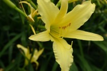 hanahakkei_hemero_260624_02
