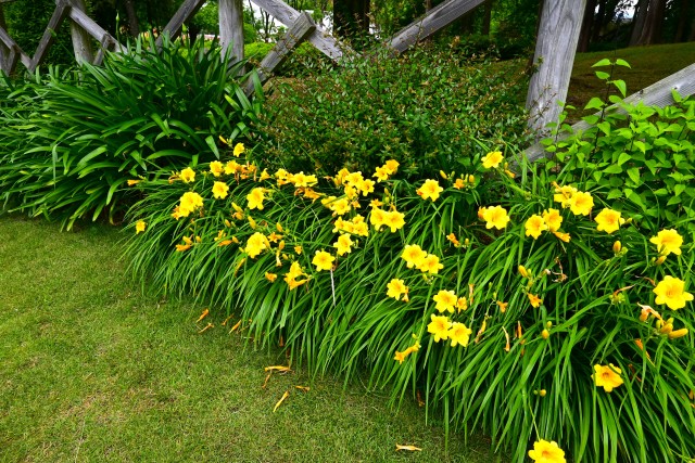 hanahakkei_hemerocalis_230531_01