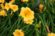 hanahakkei_hemerocalis_230531_02