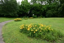 hanahakkei_hemerocalis_230531_03