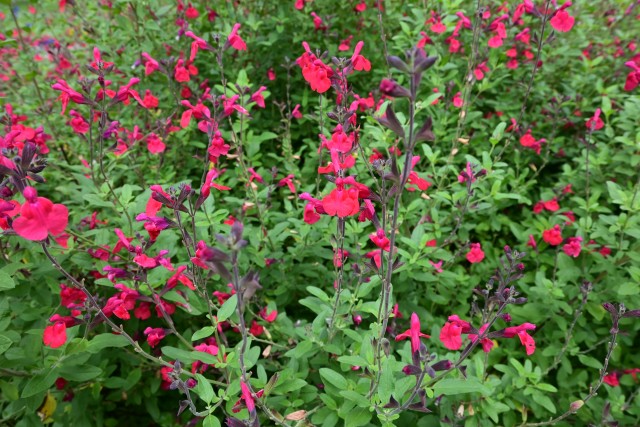 hanahakkei_michrophila_230614_01