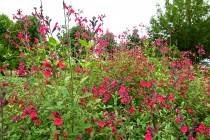 hanahakkei_michrophila_230614_02