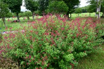 hanahakkei_michrophila_230614_03