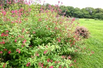 hanahakkei_microphila_250611_02