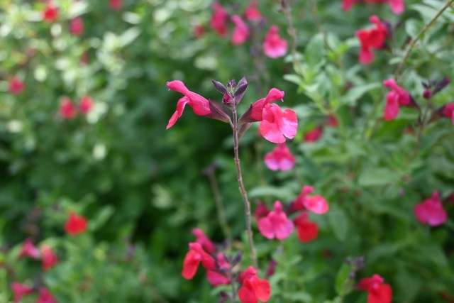 hanahakkei_microphila_260611_02