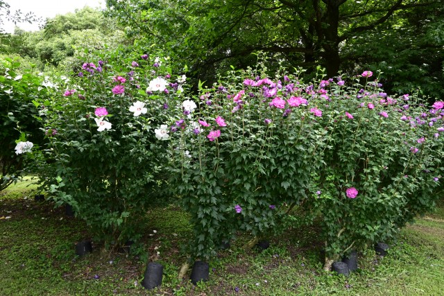 hanahakkei_mukuge_230712_01