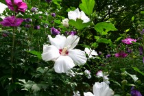 hanahakkei_mukuge_230712_02