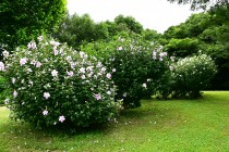 hanahakkei_mukuge_230726_02