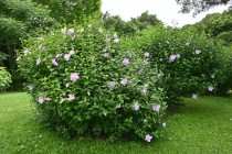 hanahakkei_mukuge_250625_02