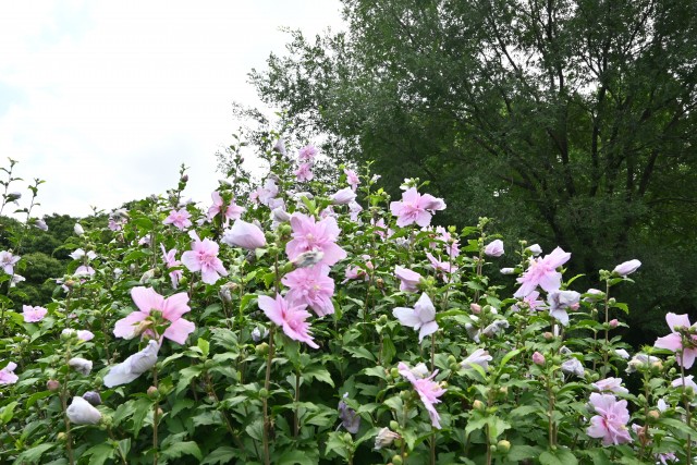hanahakkei_mukuge_250723_01