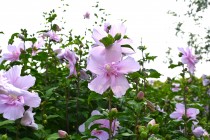 hanahakkei_mukuge_250814_02