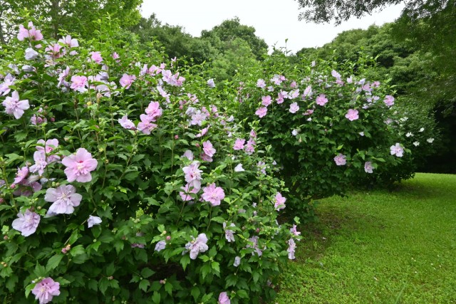hanahakkei_mukuge_260701_02