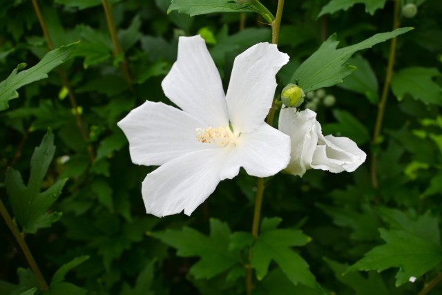 hanahakkei_mukuge_260701_04