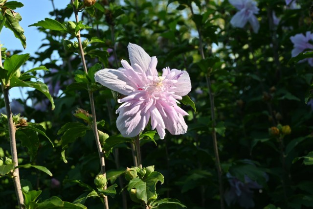 hanahakkei_mukuge_260902_01