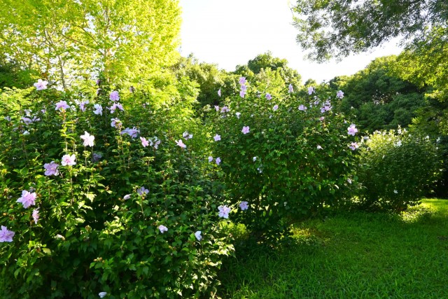 hanahakkei_mukuge_260902_02
