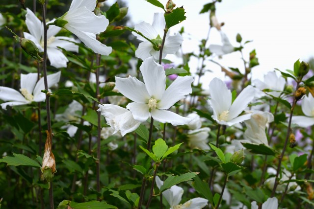 hanahakkei_mukuge_260912_01