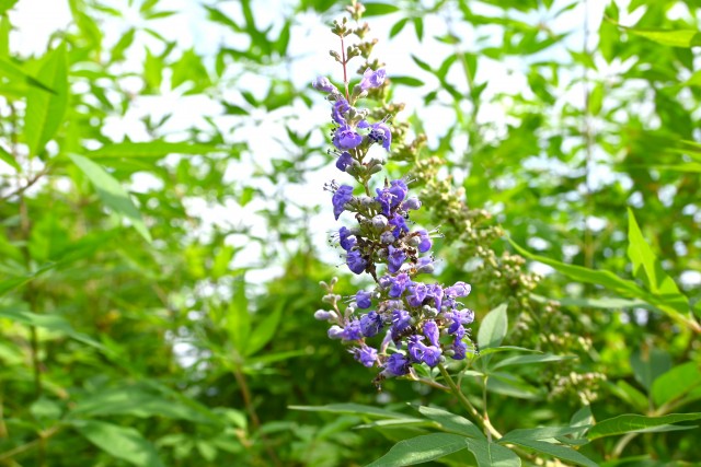 hanahakkei_ninjinboku_250926_01