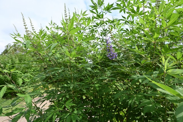 hanahakkei_ninjinboku_250926_02