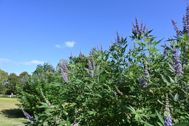 hanahakkei_ninjinboku_251009_01