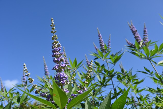 hanahakkei_ninjinboku_251009_02