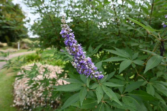 hanahakkei_ninjinboku_251016_02