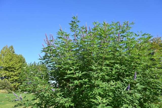 hanahakkei_ninjinboku_251023_01