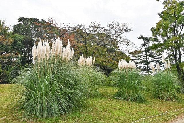 hanahakkei_pampas_221101_01