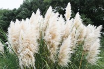 hanahakkei_pampas_221101_02