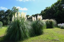 hanahakkei_pampus_230913_02