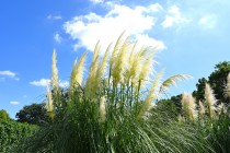 hanahakkei_pampus_230913_03