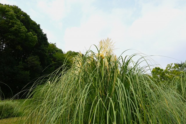 hanahakkei_pampus_250827_01