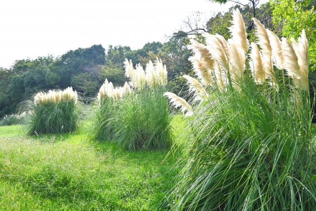 hanahakkei_pampus_250926_01